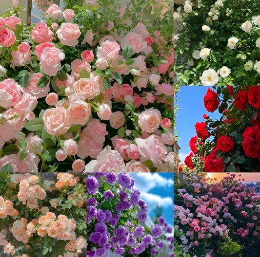 Elegant Climbing Rose Mix coloured Flower Seeds (UK Imported)